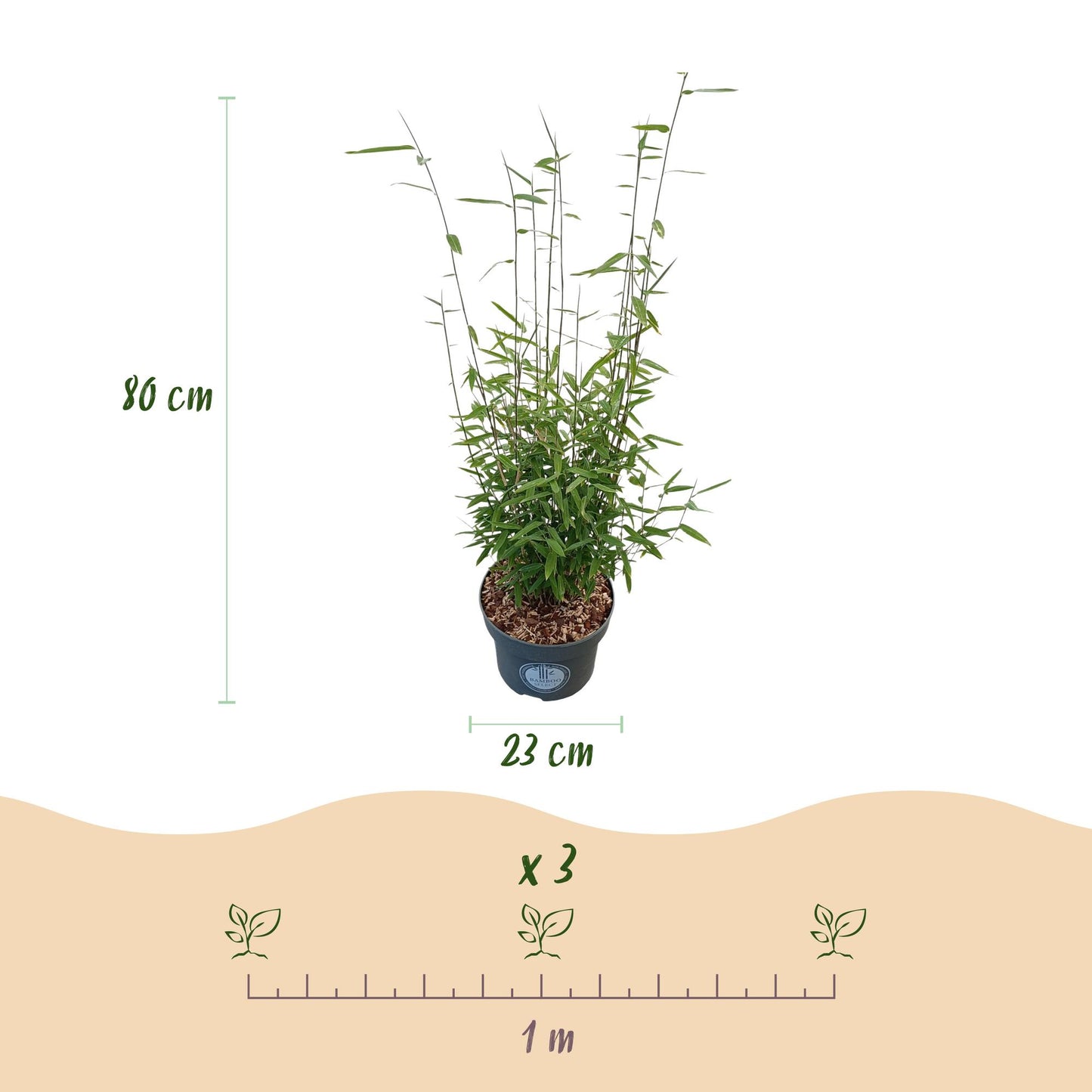 🎋 Fargesia nitida ‘Black Dragon’ | Niet-woekerende Bamboe (2 stuks)