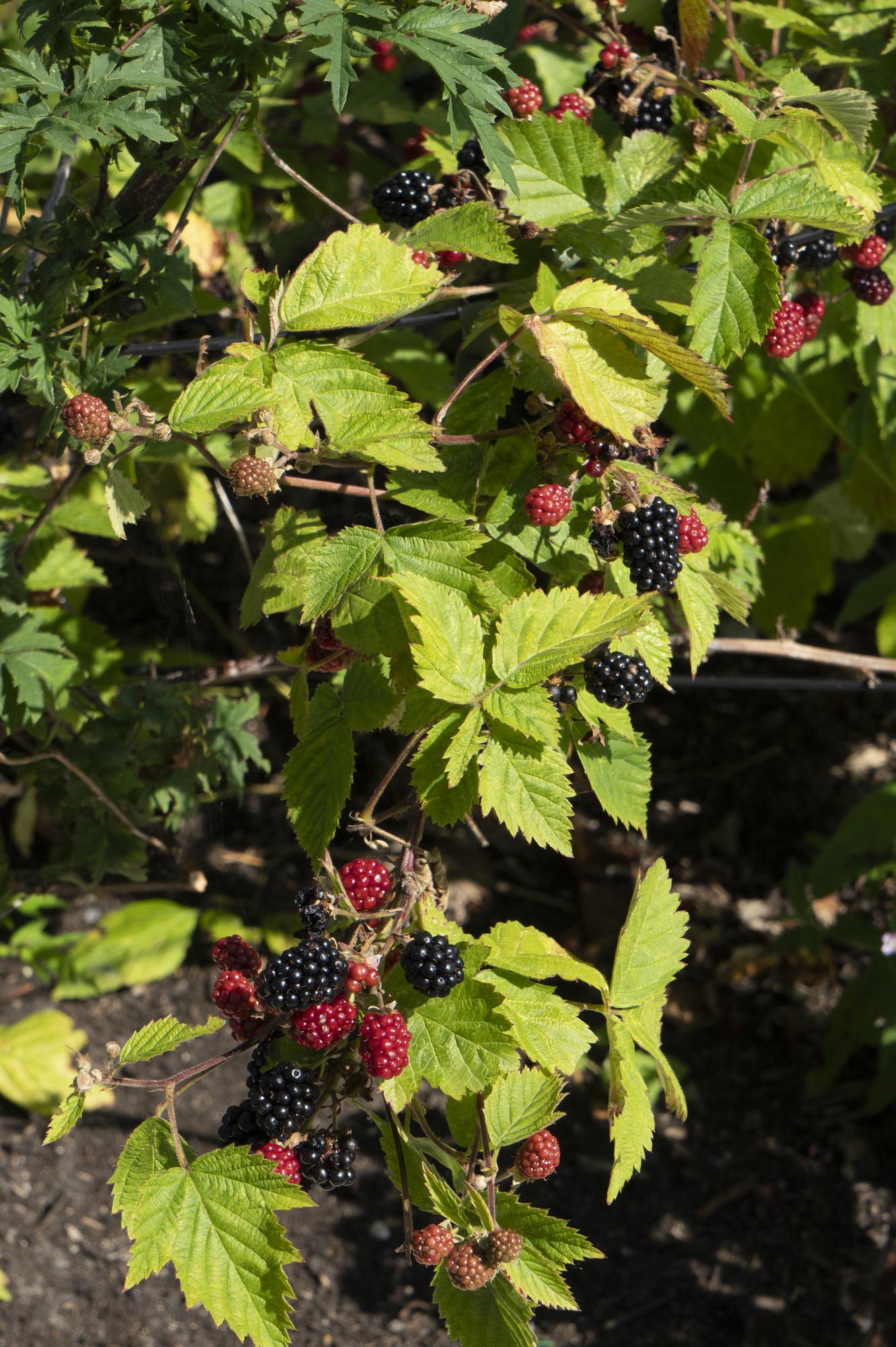 🍇 Rubus fruticosus ‘Black Satin’