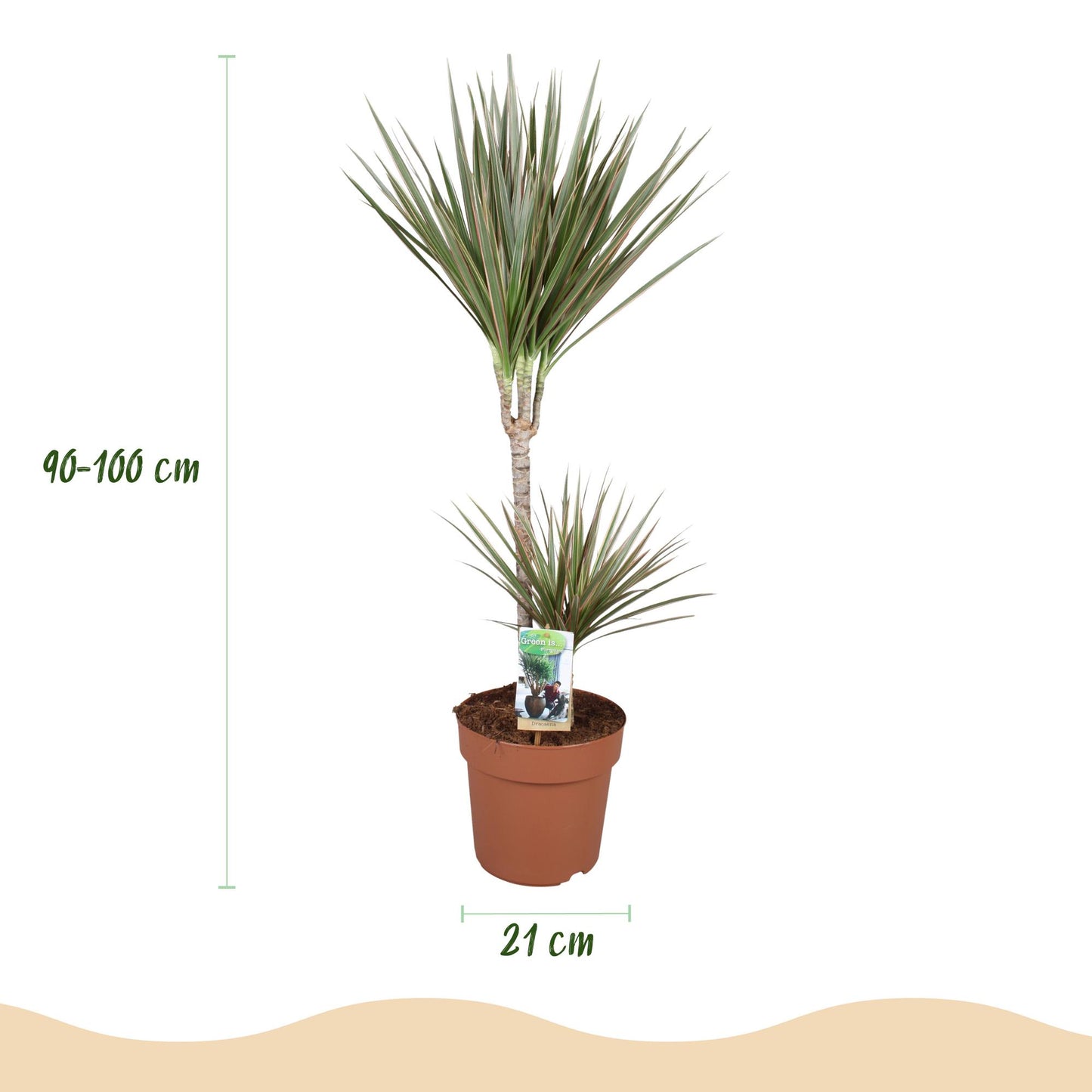 🌿 Dracaena Marginata Bicolor – Drakenbloedboom met Witte Pot