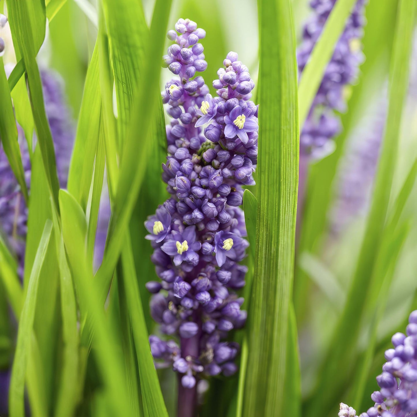 🌿 Liriope ‘Big Blue’ – Wintergroene Bloeiende Bodembedekker (24 stuks)