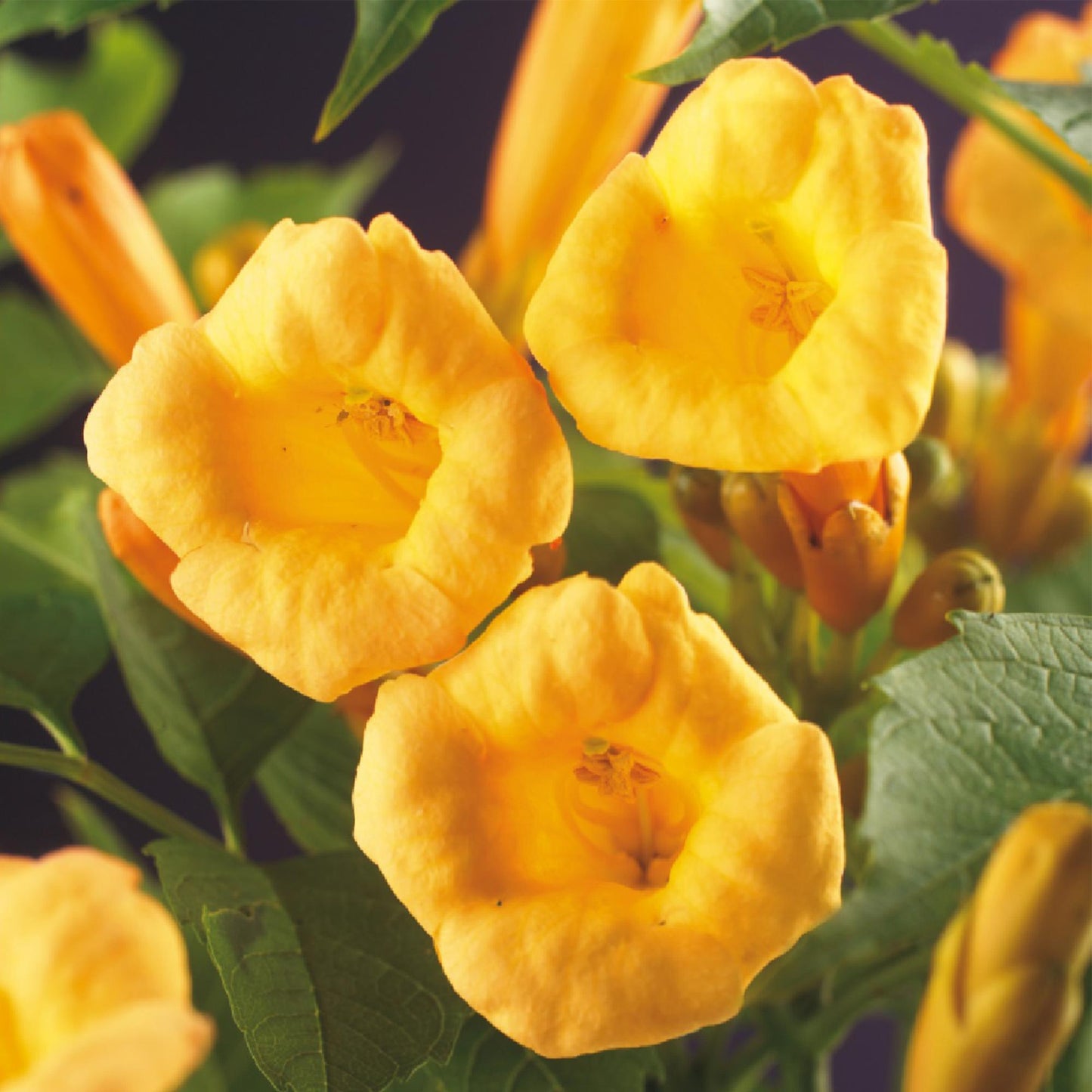 🌼 Campsis radicans ‘Flava’ – Trompetbloem (2 Stuks)