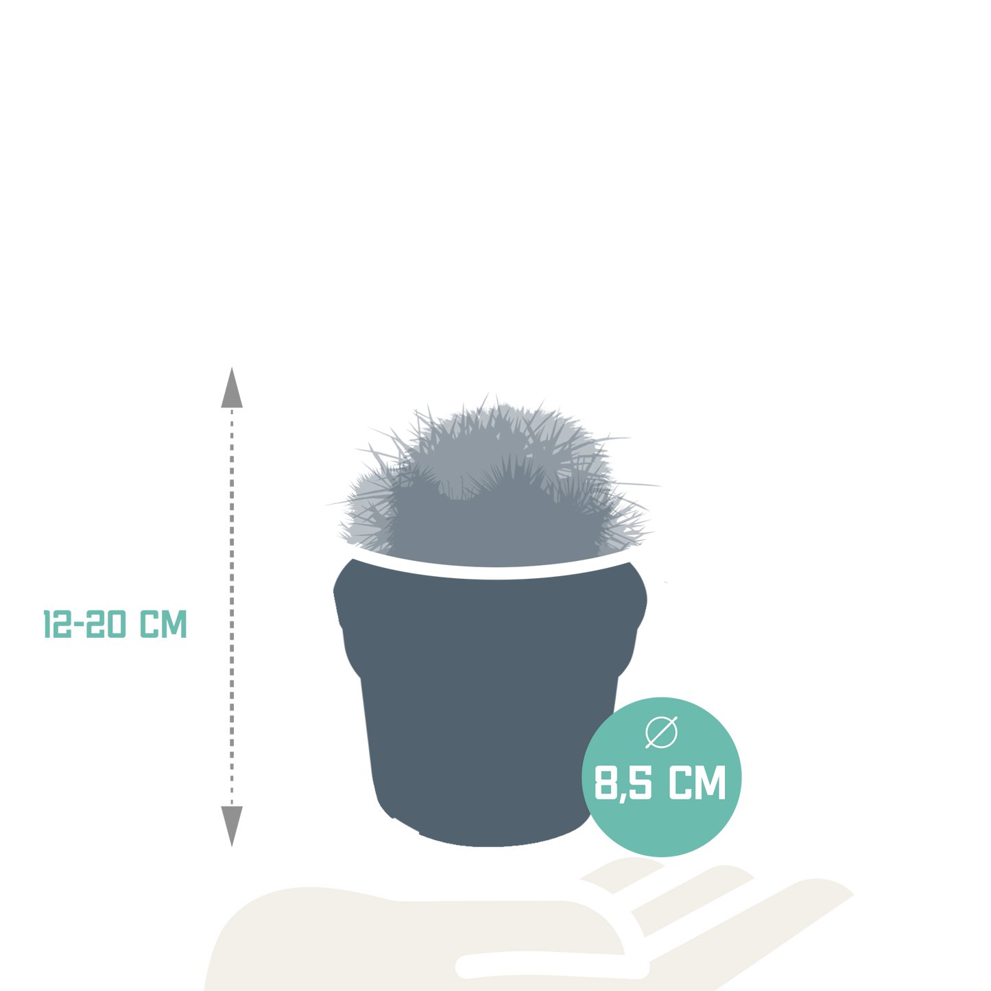 🌵 Bolcactus Mix – Zonder pot (3 stuks)