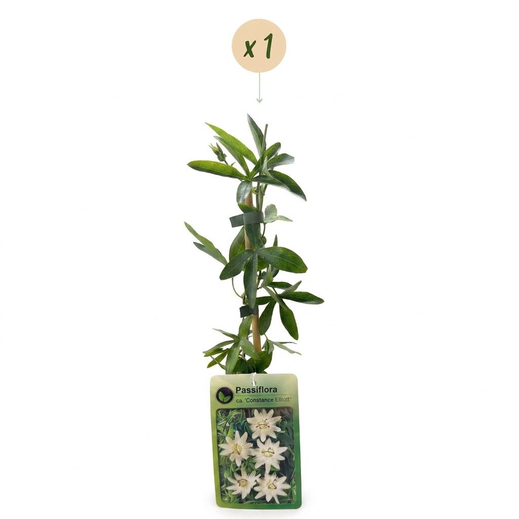🤍 Passiflora caerulea ‘Constance Eliott’ – Witte passiebloem – Klimplant