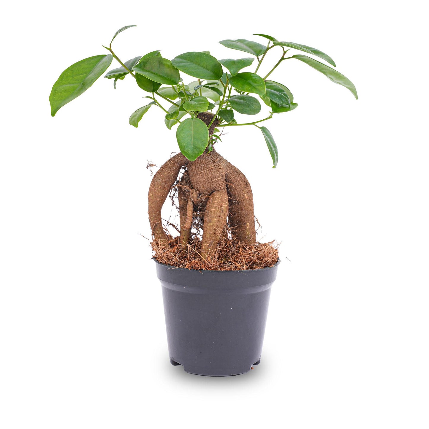 🌿 Ficus Ginseng Bonsai | Mini Bonsai Kamerplant