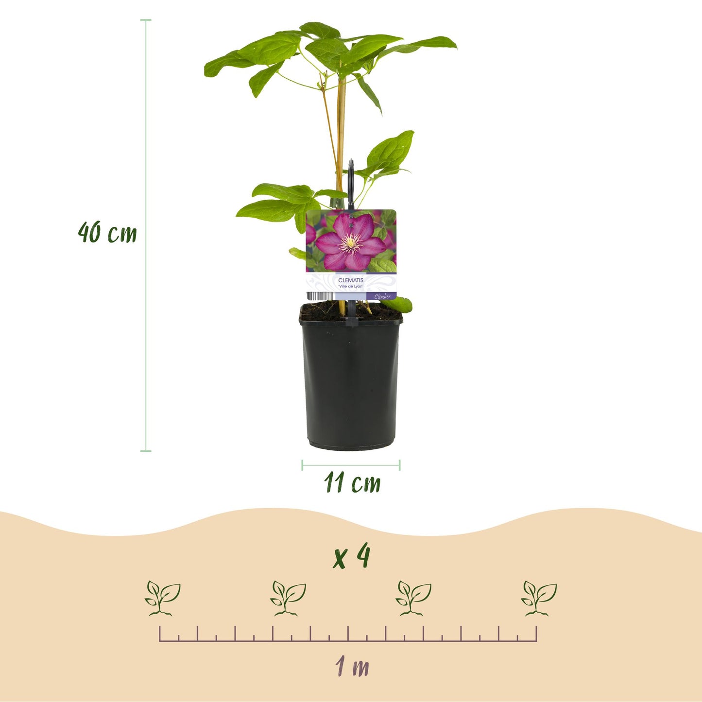 🌸 Clematis ‘Ville de Lyon’ – Klimplant (2 Stuks)