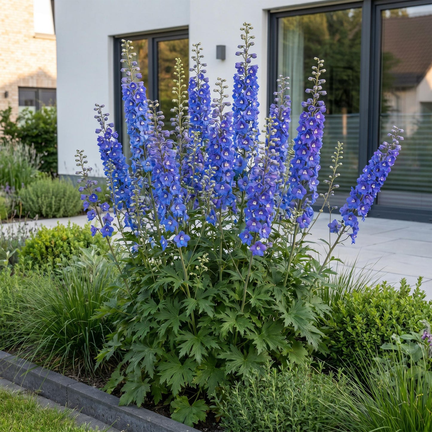 🌿 Delphinium (Pacific) 'Blue Bird' – Blauwe Ridderspoor | 3 stuks