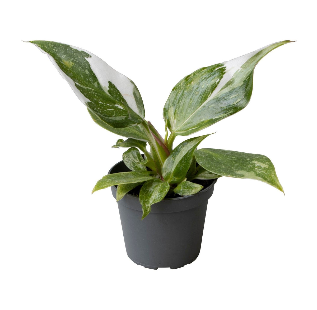🤍 Philodendron ‘White Princess’ – Groen-witte kamerplant
