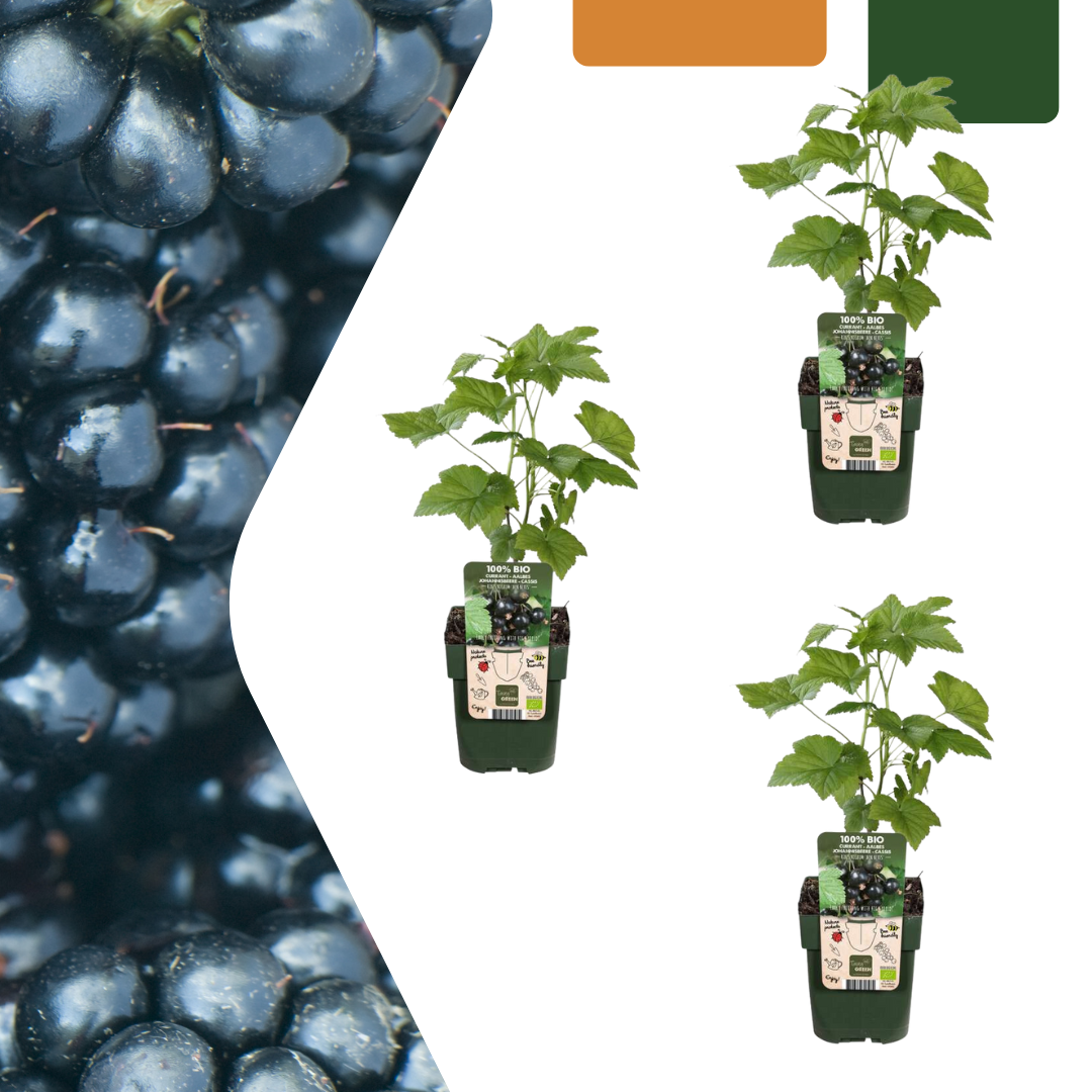 🍇 BIO Bramen (3 Stuks)