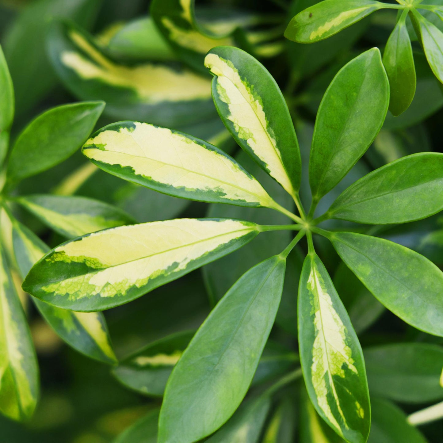 🌿 Schefflera Gold Capella | Vingerboom met Witte Pot