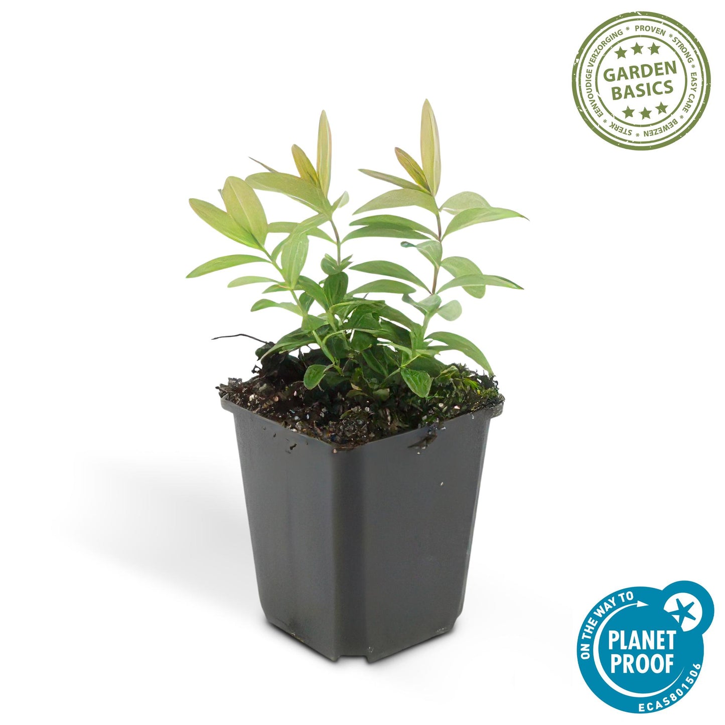 🌿 Hypericum calycinum – Winterharde Geelbloeiende Bodembedekker (24 stuks)