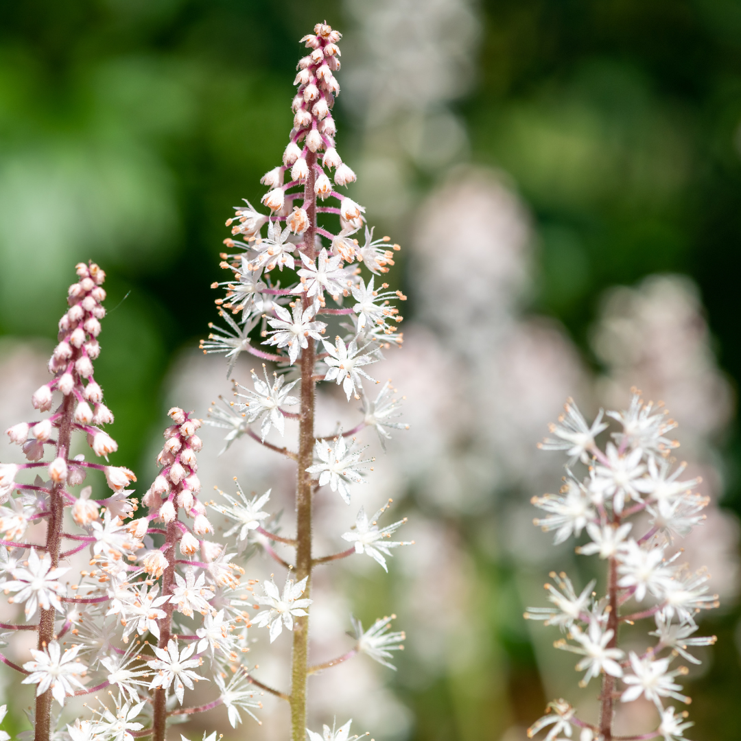 🌿 Tiarella cordifolia – Winterharde Schuimbloem Bodembedekker voor Schaduw (24 stuks)