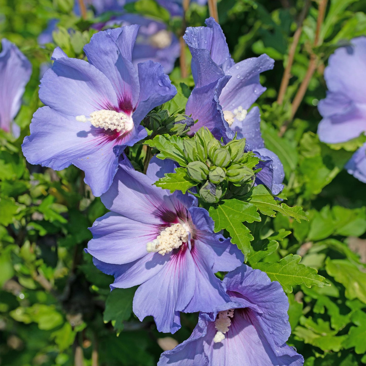 💙 Hibiscus syriacus ‘Oiseau Blue’ – Hibiscus