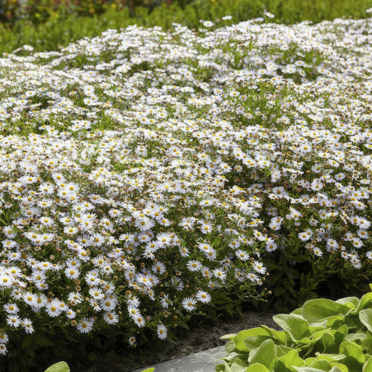 🌼 Aster ‘Ashvi’ – Winterharde Witbloeiende Bodembedekker (24 stuks)