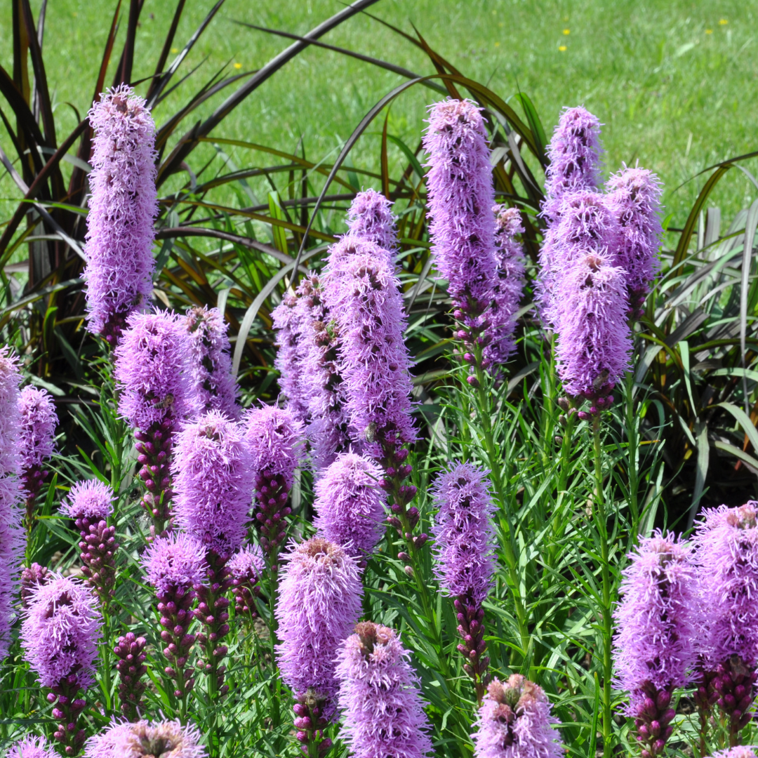 💜 Liatris spicata – Lampenpoetsersplant | (12 stuks)