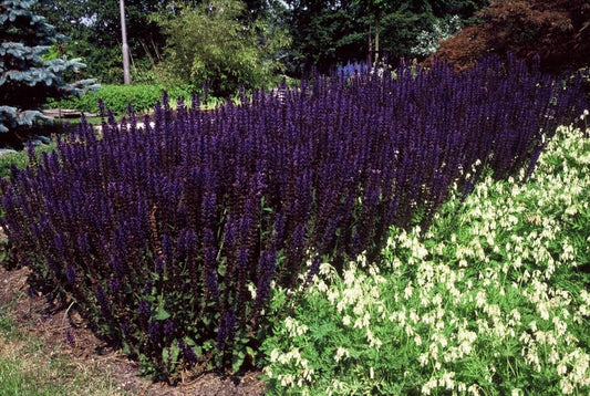 🌸 Salvia nemorosa ‘Mainacht’ – Salie (6 Stuks)