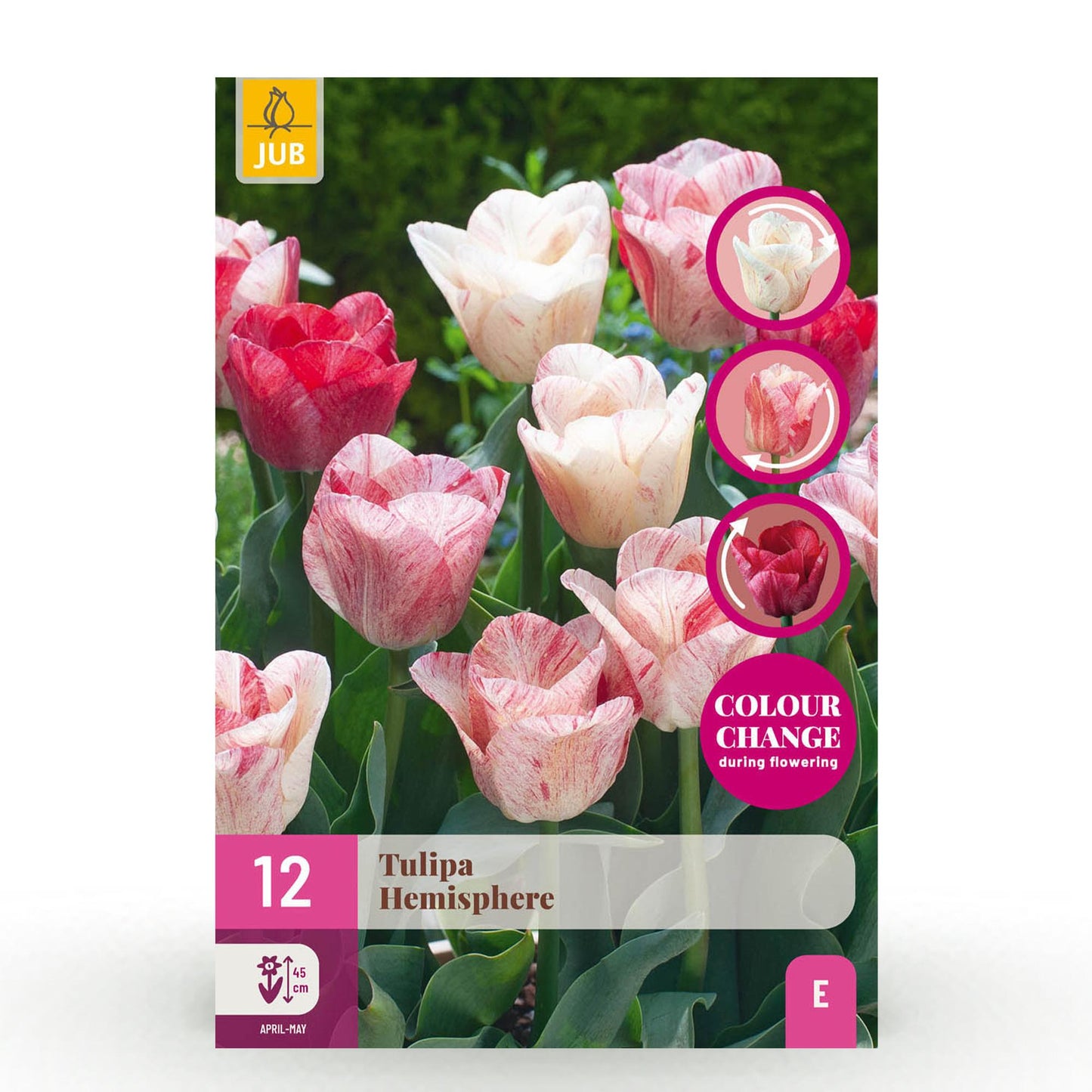 🌷 Tulp Hemisphere Mix – Unieke Kleurenexplosie (12 stuks)