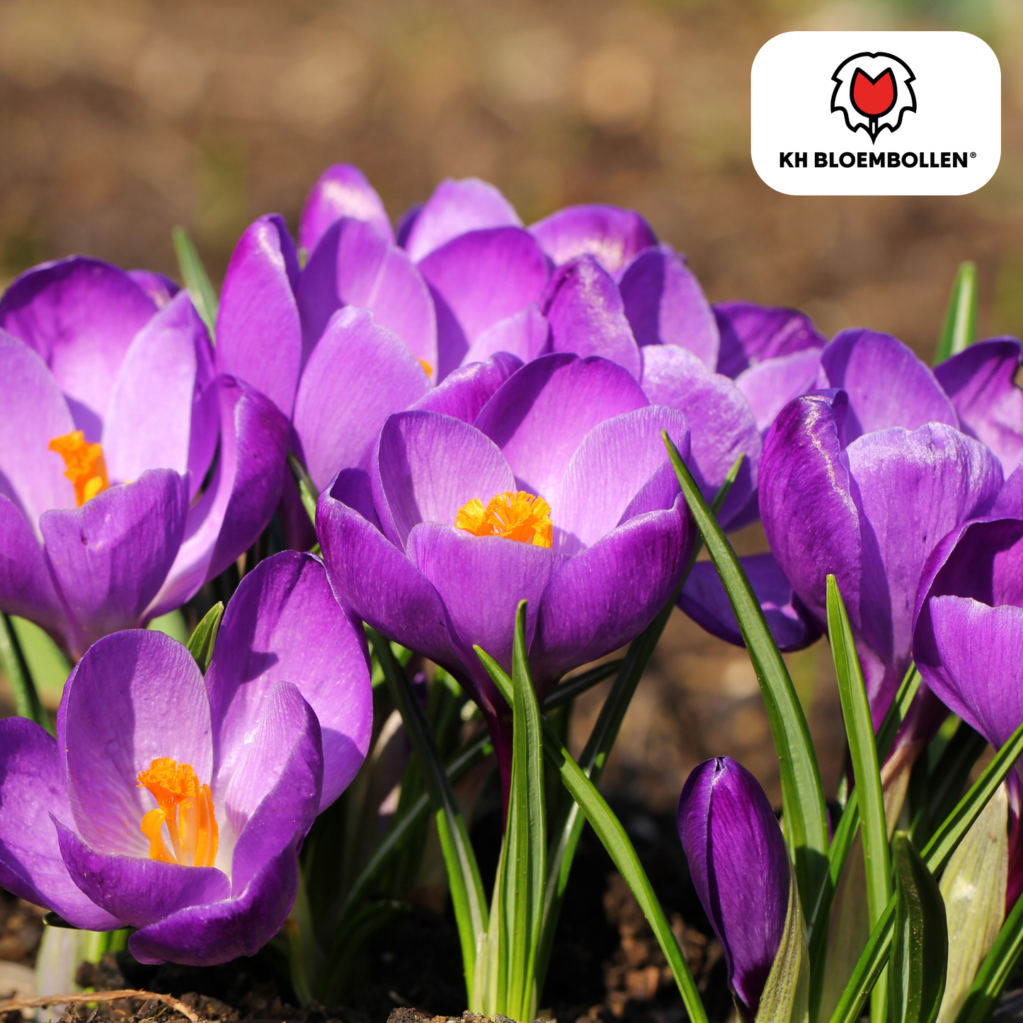 🌸  Krokus Paars Vroege Lentekleur & Verwilderingsbol (30 stuks)