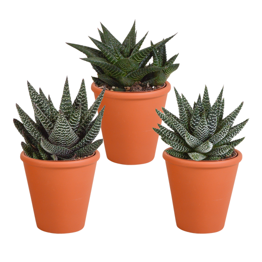 🌵 Gasteria & Haworthia Mix – Terracotta pot (3 stuks)