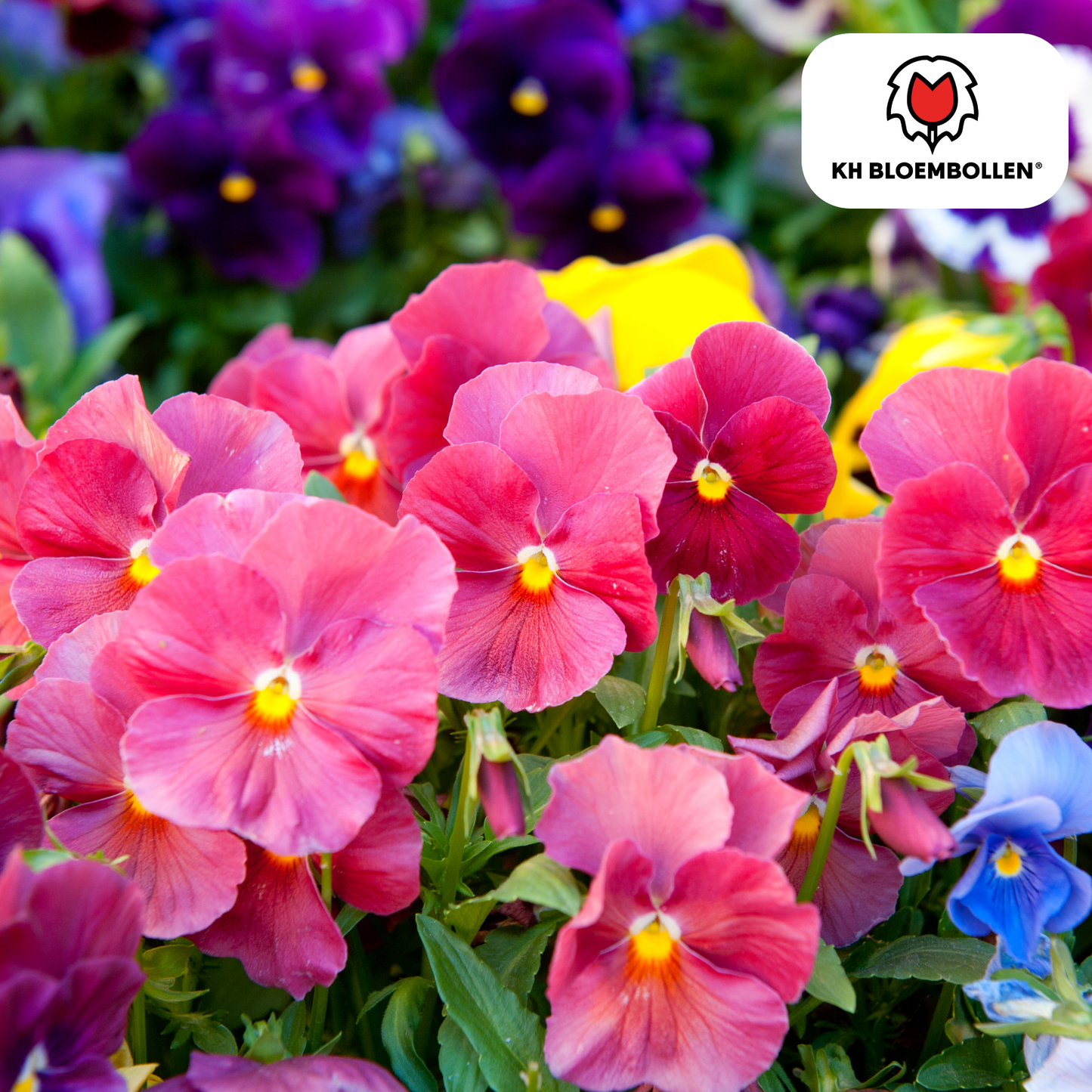 🌸 Anemoon Enkel – Tuinbloeiers (30 stuks) ✨