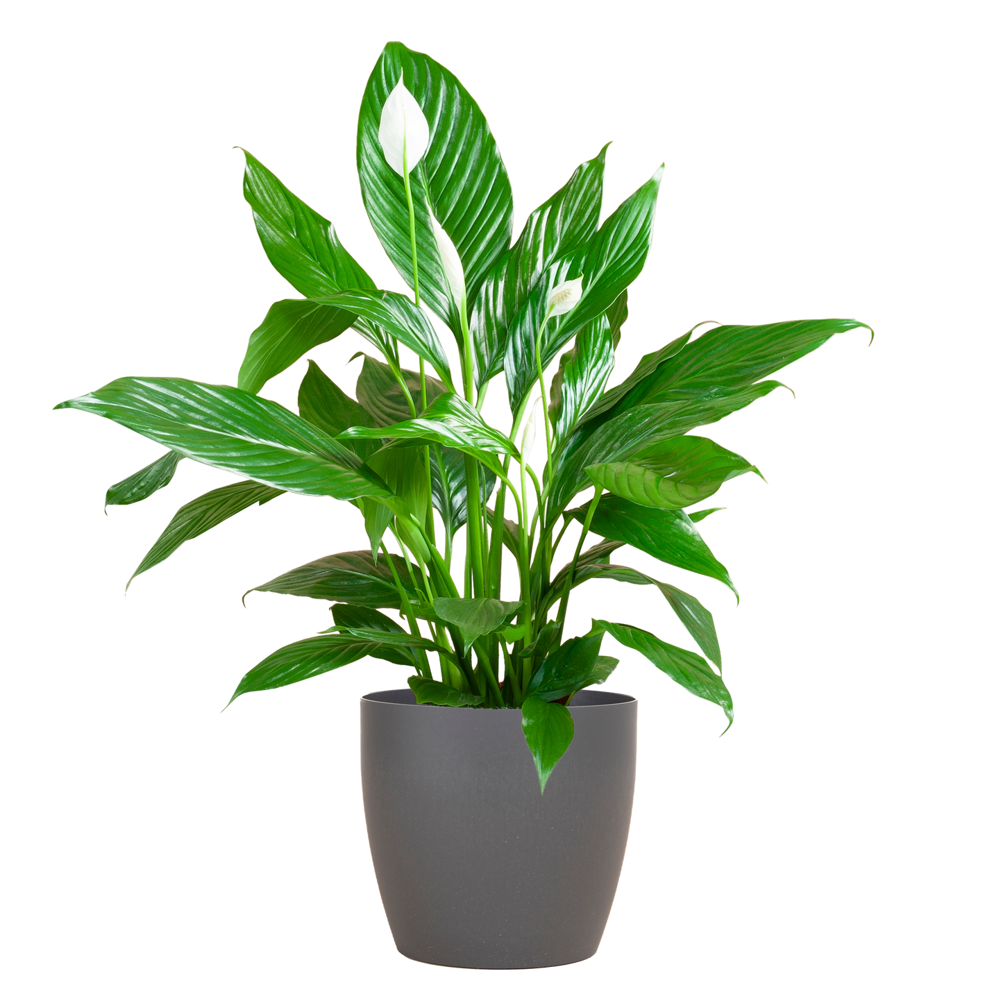 🤍 Spathiphyllum – Lepelplant met Vibers Pot Grijs
