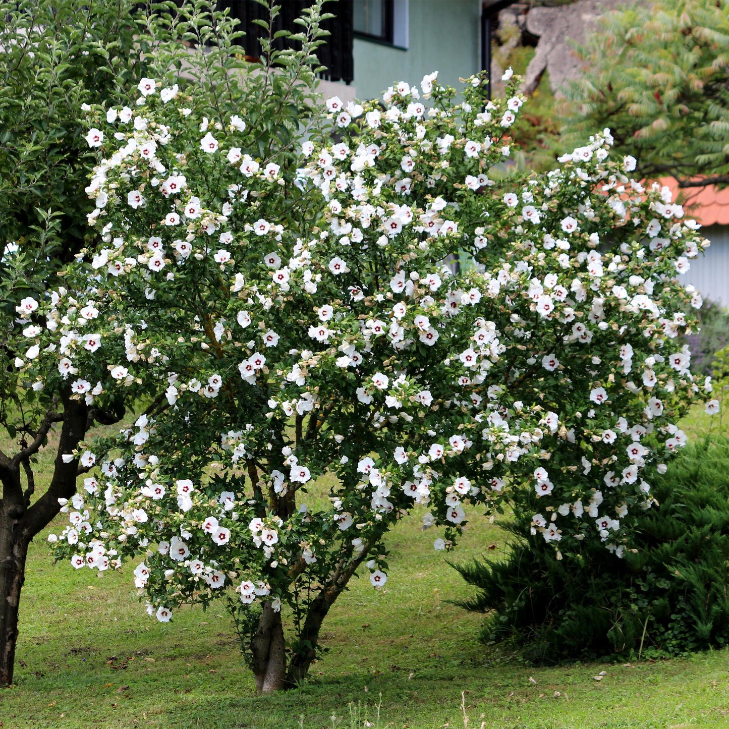 🤍 Hibiscus syriacus ‘Red Heart’ – Hibiscus