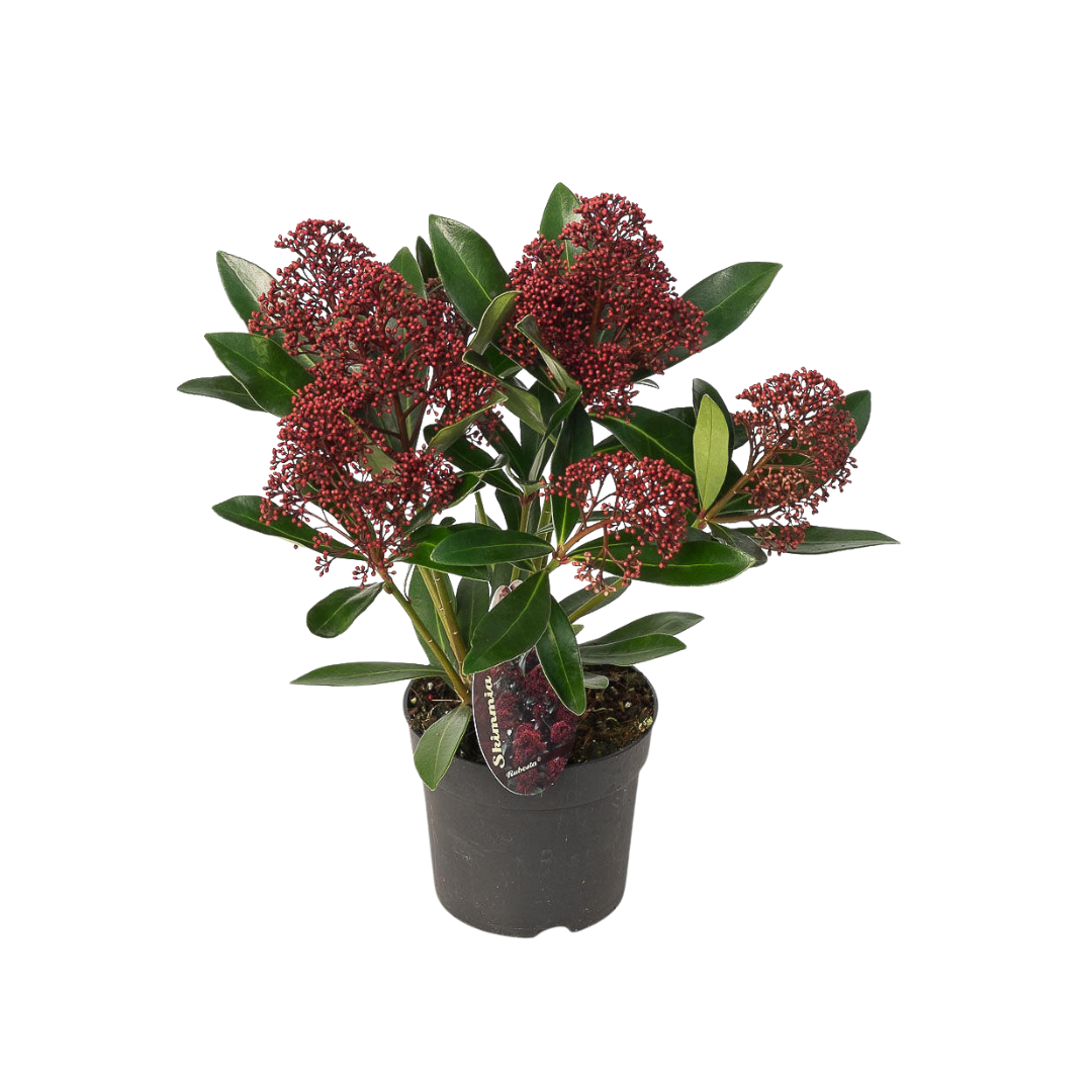 🌺 Skimmia japonica ‘Rubella’ – Wintergroen met Rode Knoppen (3 Stuks)