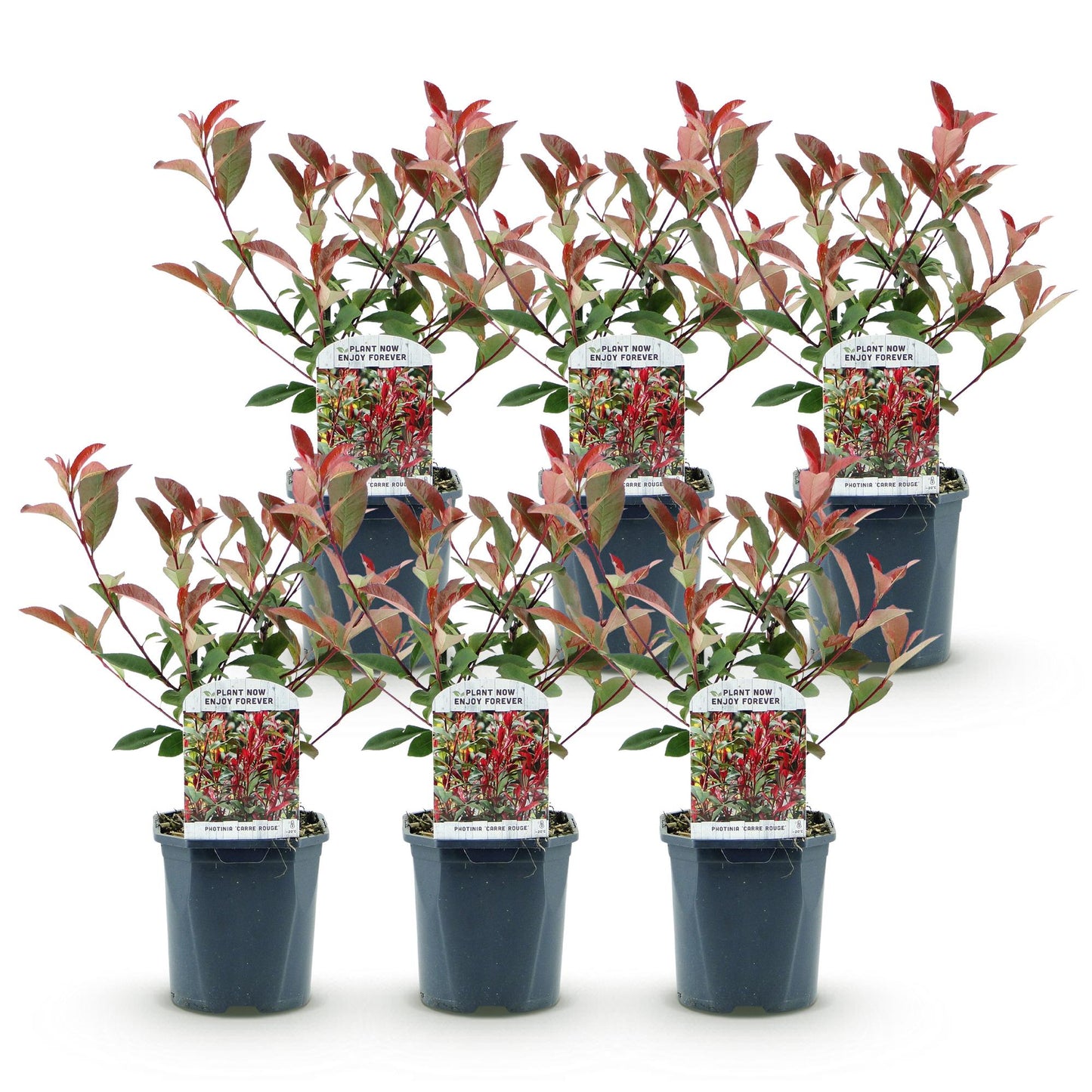 🌿 Photinia fraseri ‘Carré Rouge’ | Haagplant met Rood Blad (6 Stuks)