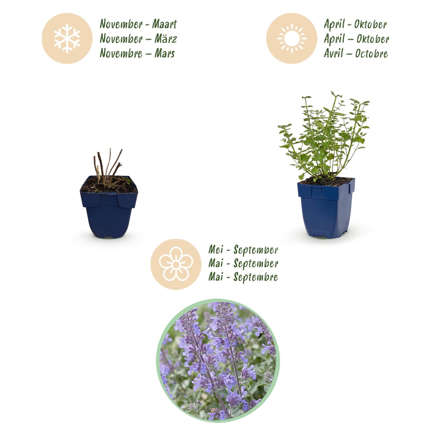 🌿 Nepeta × faassenii 'Walker's Low' – Kattenkruid | 3 stuks