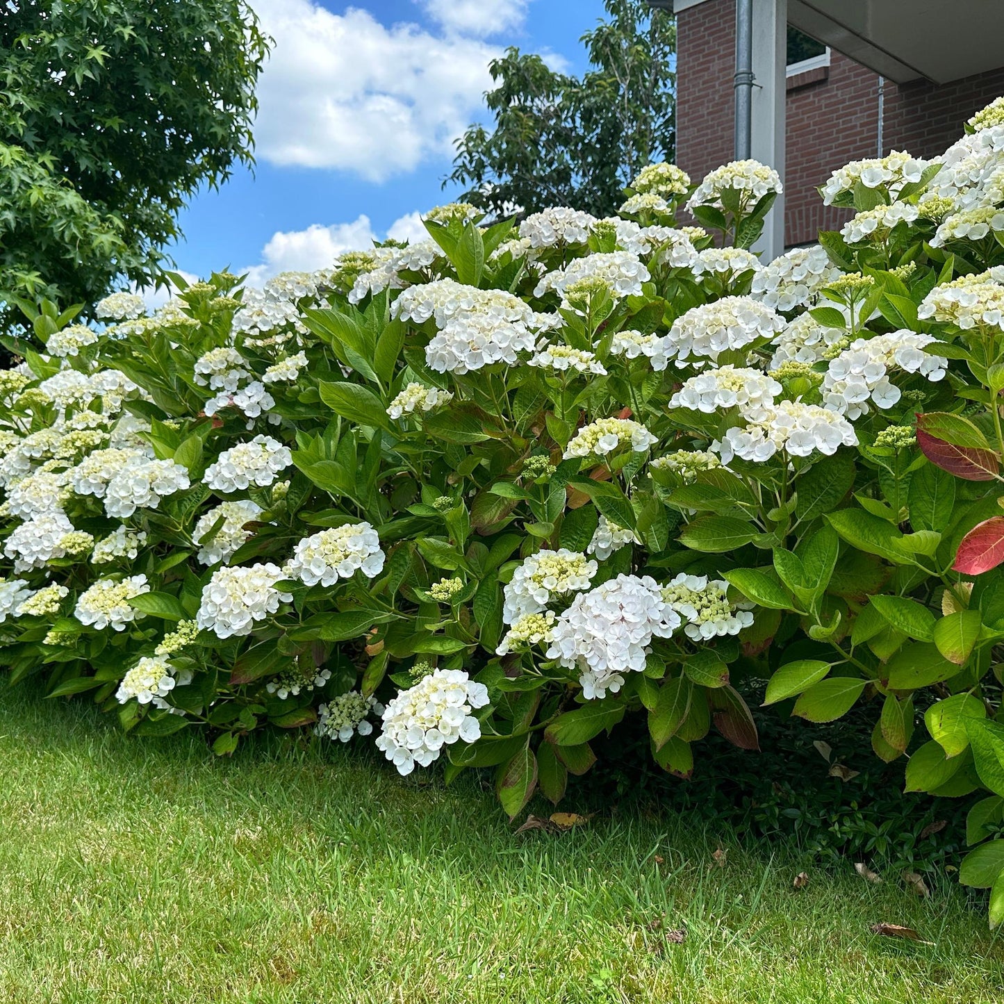 🤍 Hydrangea macrophylla – Witte Hortensia