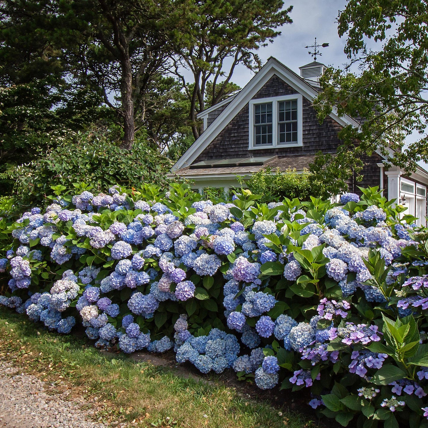 🌸 Hydrangea The Original Blue | Winterharde Hortensia