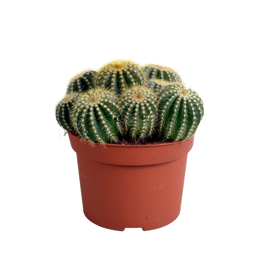 🌵 Eriocactus warasii – Unieke Bolcactus