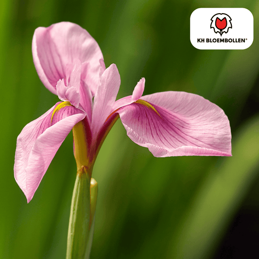 🌷  Iris ‘Pink Panther’ Roze Voorjaarsbloeier & Bijenlokker (25 stuks)