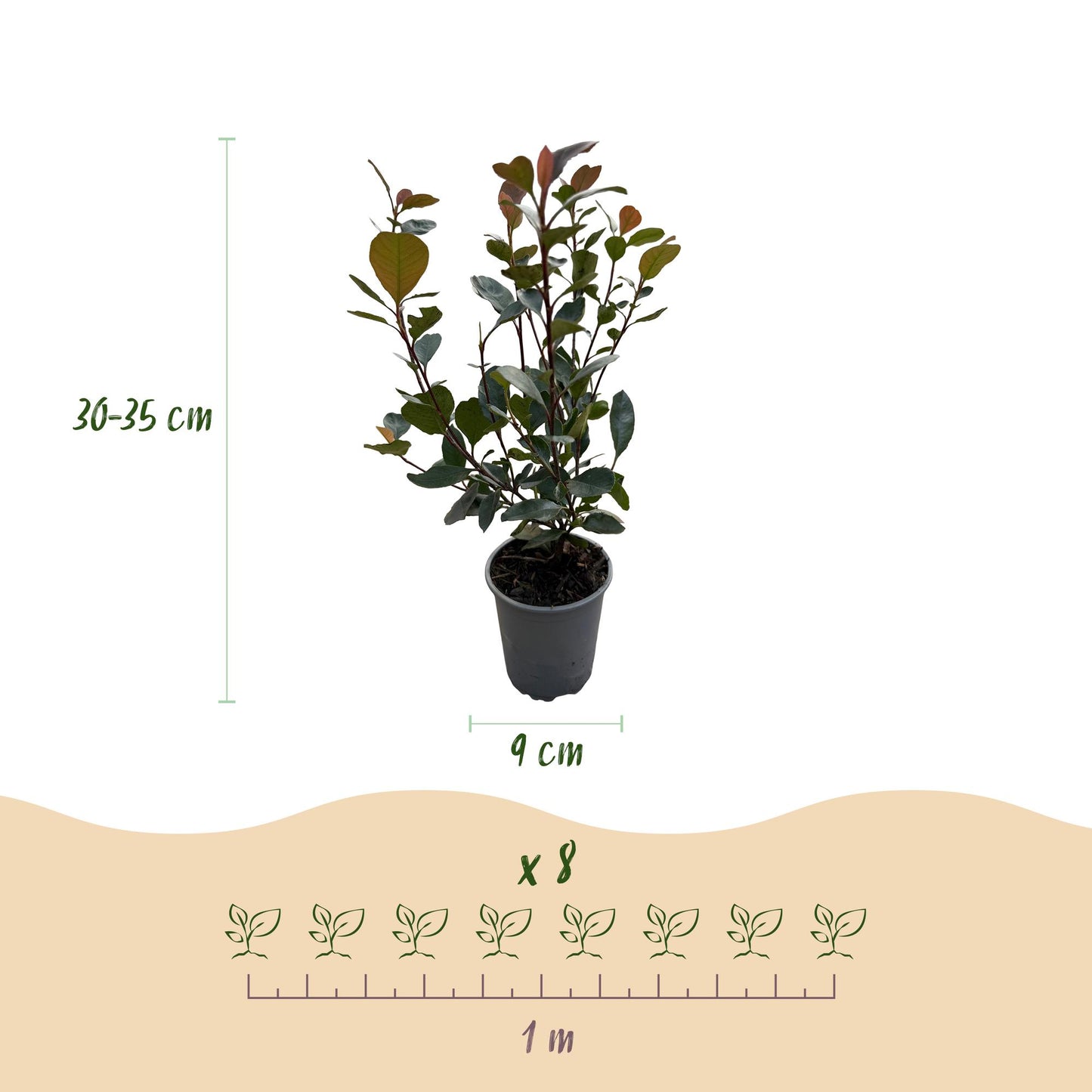 🌿 Photinia ‘Little Red Robin’ | Compacte Haagplant (8 Stuks)