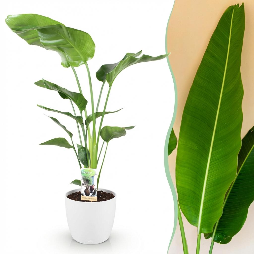 🌿 Strelitzia nicolai – Paradijsvogelplant