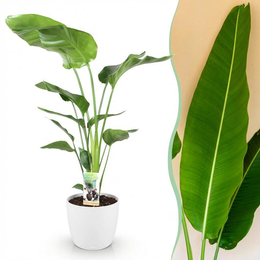 🌿 Strelitzia nicolai – Paradijsvogelplant