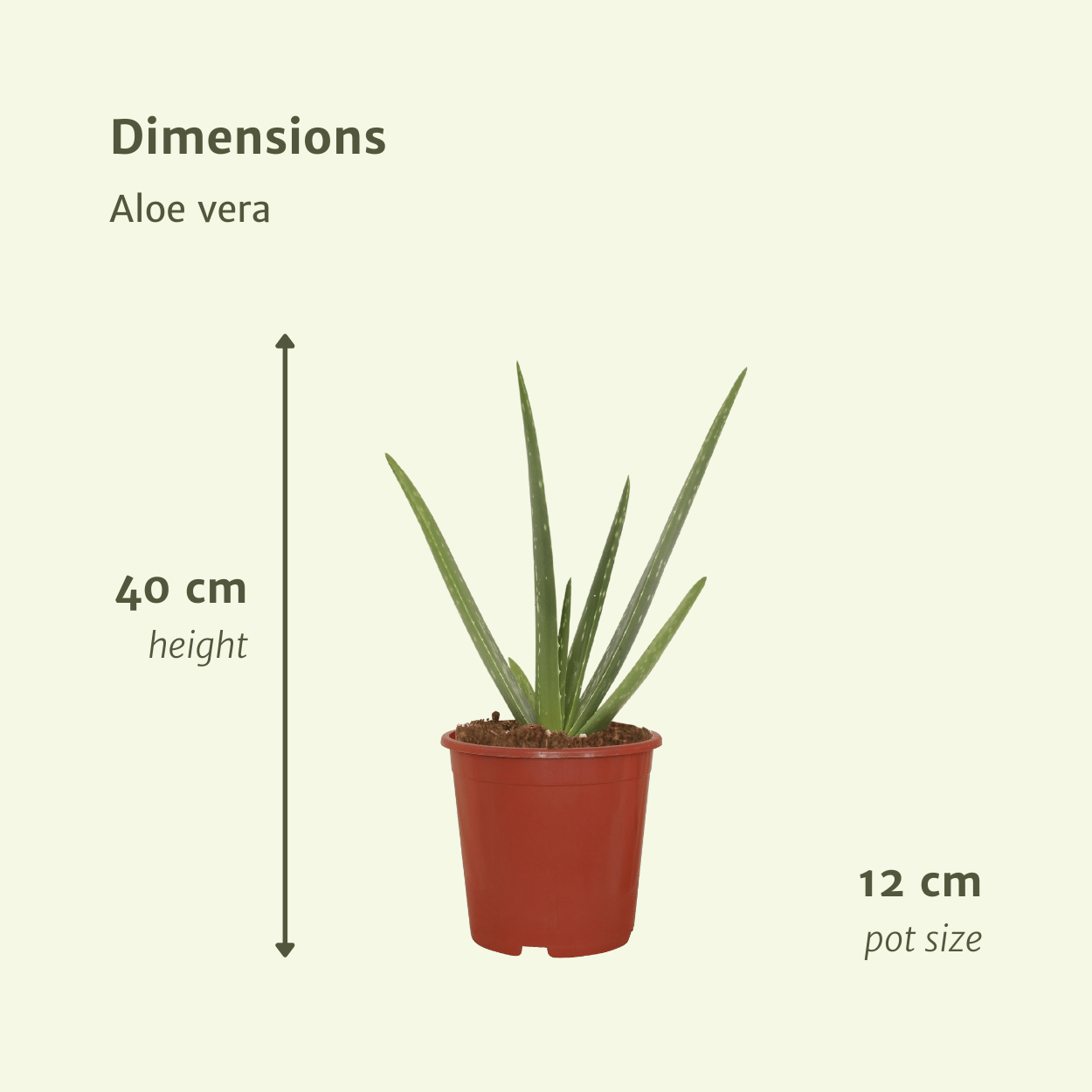 🌵 Aloe Vera – Succulente sierlijke Plant (2 stuks)