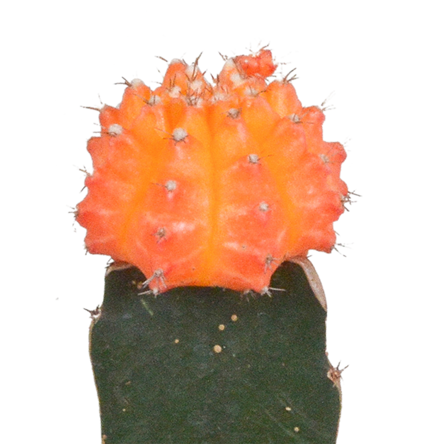 🌵 Euphorbia meloformis variegata & Gymnocalycium mix (3 stuks)