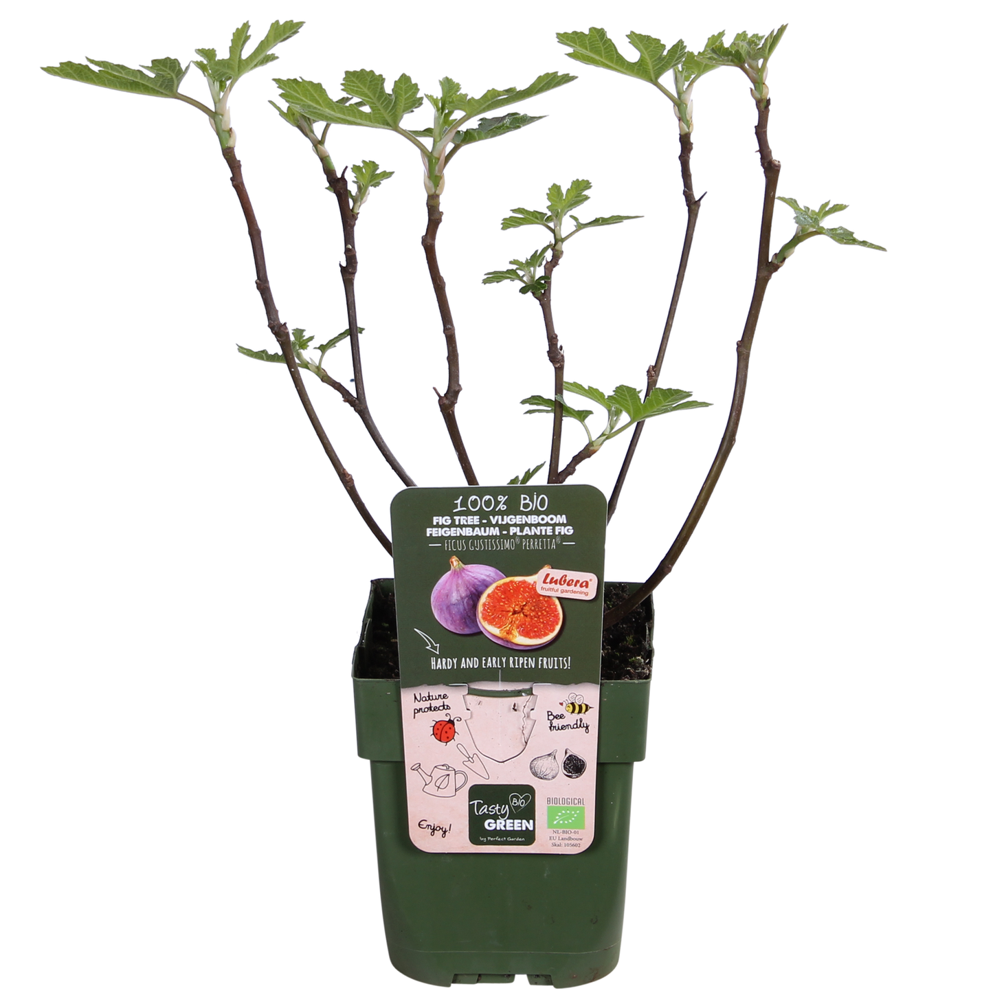 🌿 Ficus Gustissimo ‘Perretta’ – Kamerplant – Ø19 cm / Ø13 cm – ↕50 cm / 45 cm