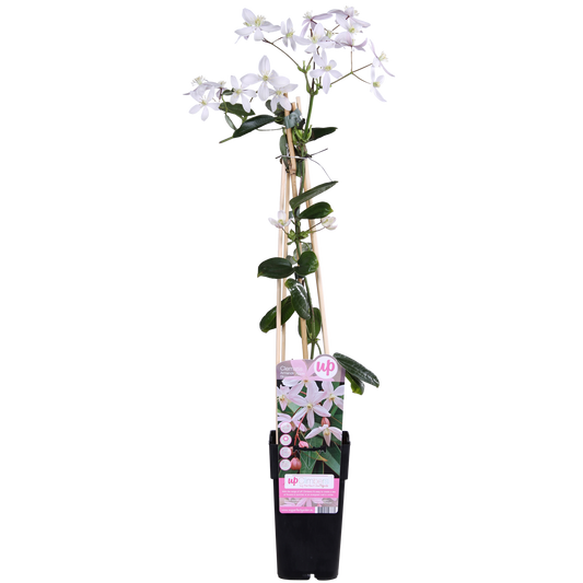 🌸 Clematis armandii ‘Apple Blossom’ – Groenblijvende Klimplant