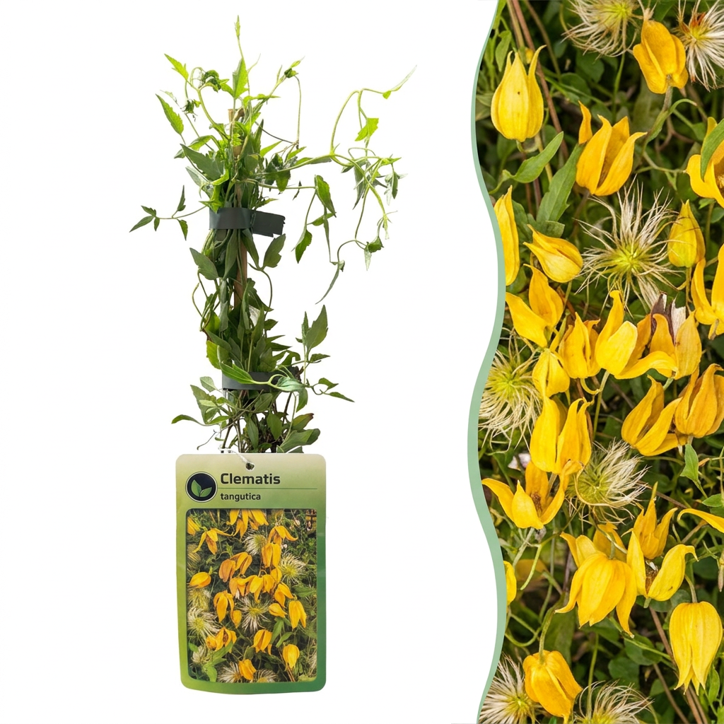 💛 Clematis tangutica – Chinese bosrank – Gele klimplant