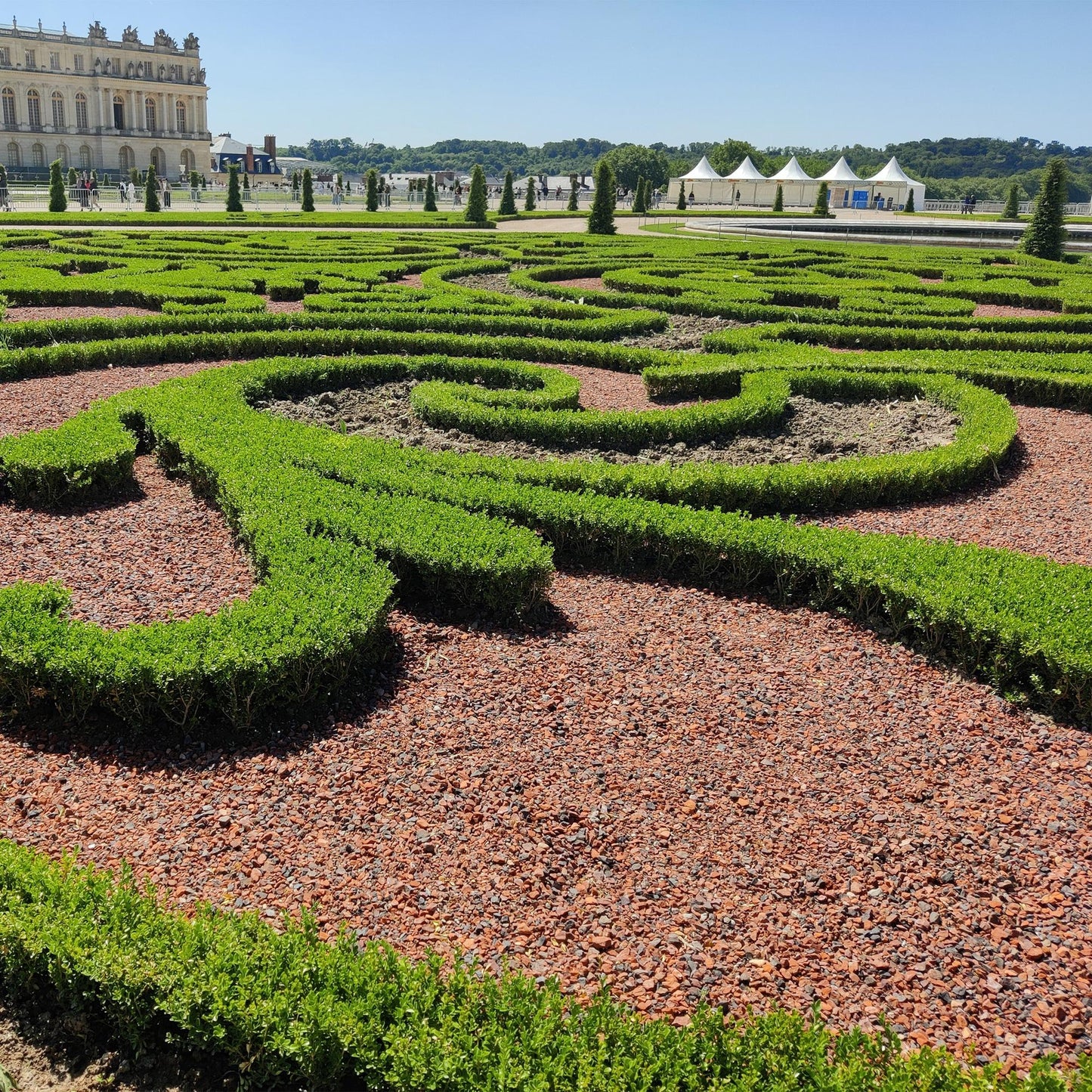 🌿 BetterBuxus Babylon Beauty | Buxus Haag (12 Planten)
