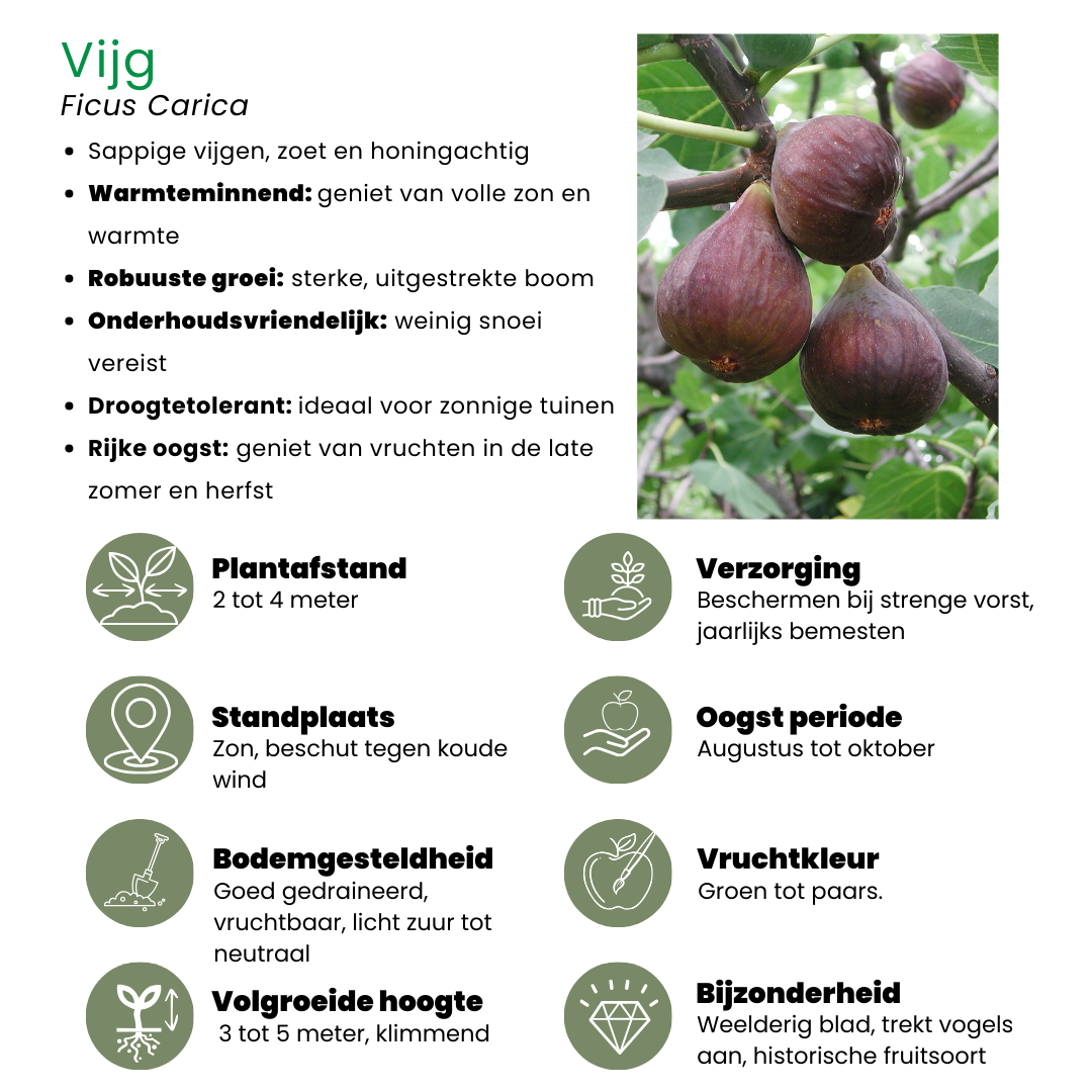 🍇 BIO Fruitplanten Mix ‘Zoete Oogst’ (3 Stuks)