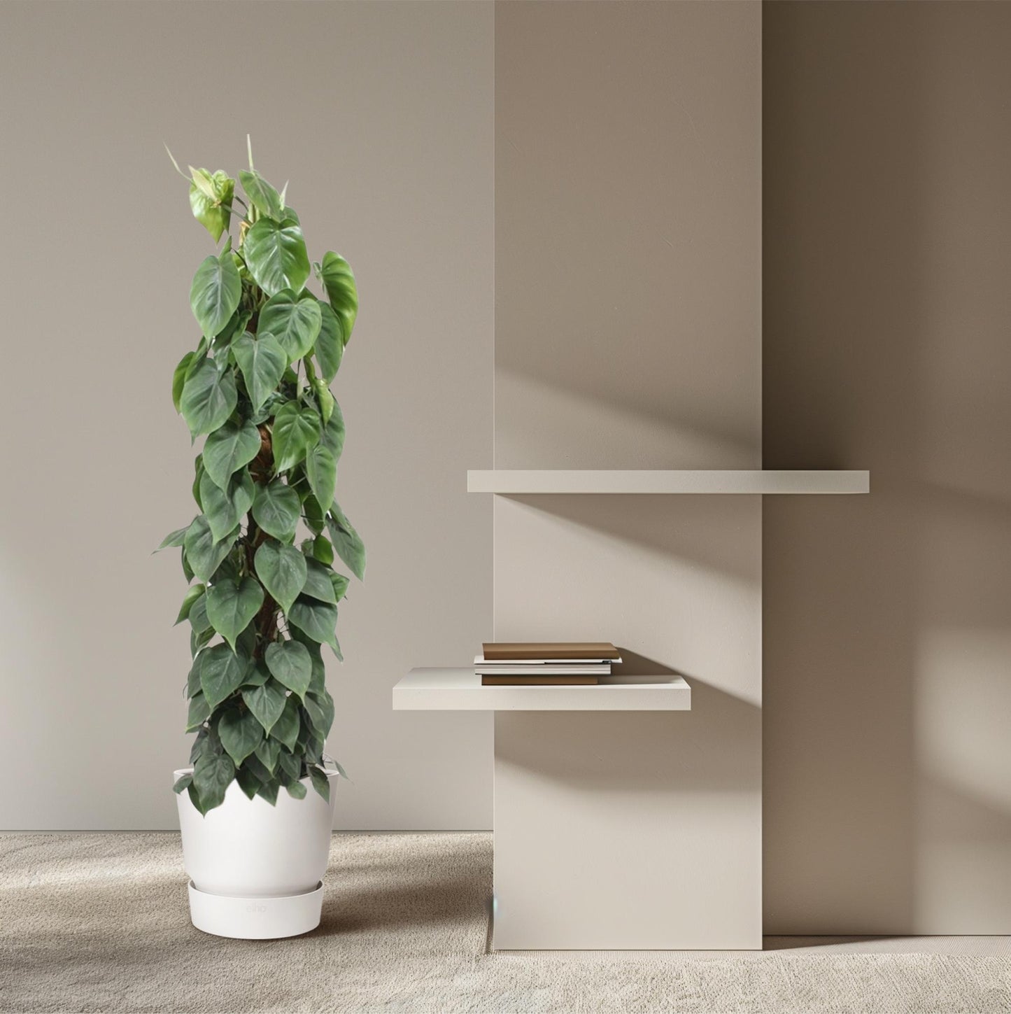 🌿 Philodendron Scandens | Grote Klimplant met Mosstok