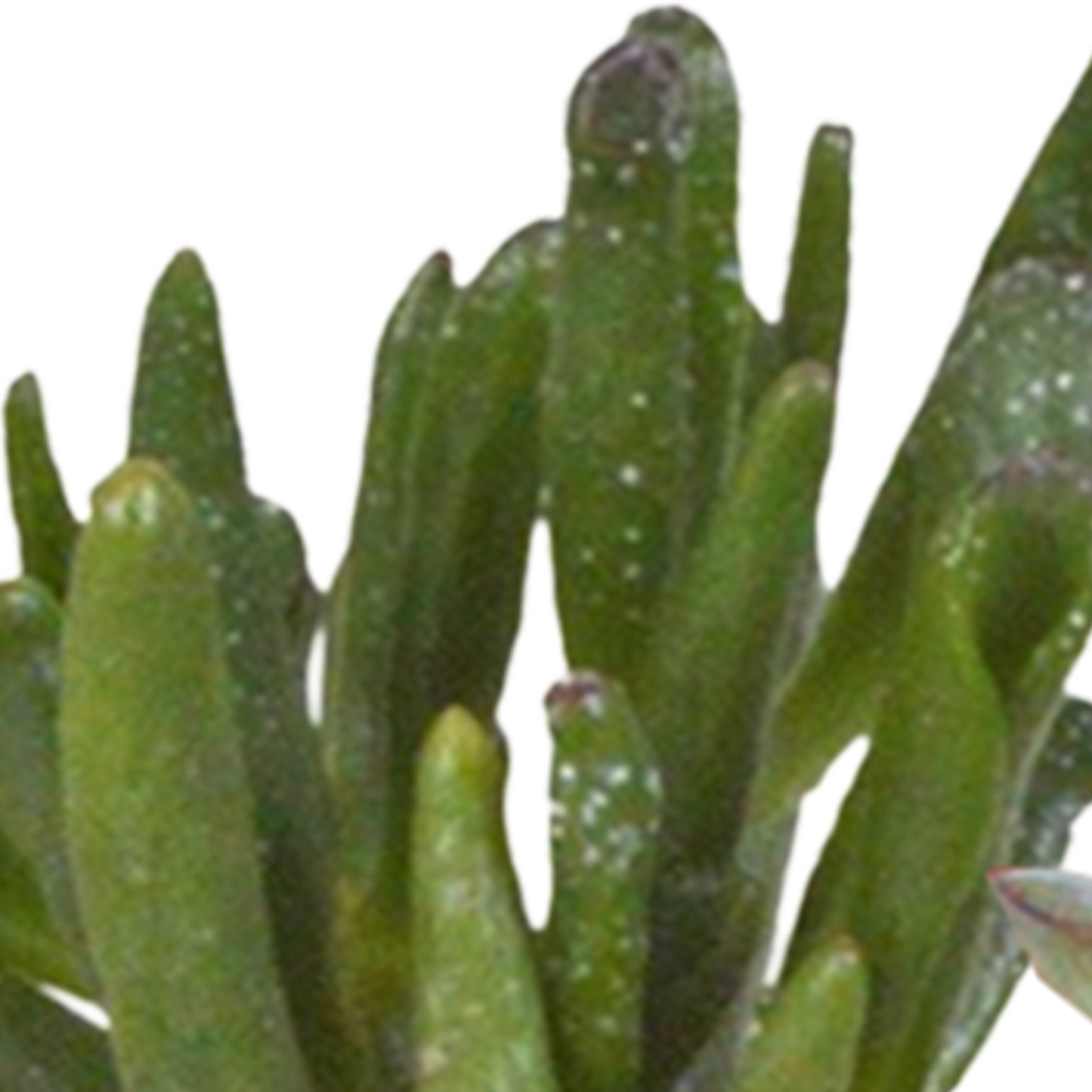 🌵 Cactus & Vetplanten Mix –  In witte pot (15 stuks)