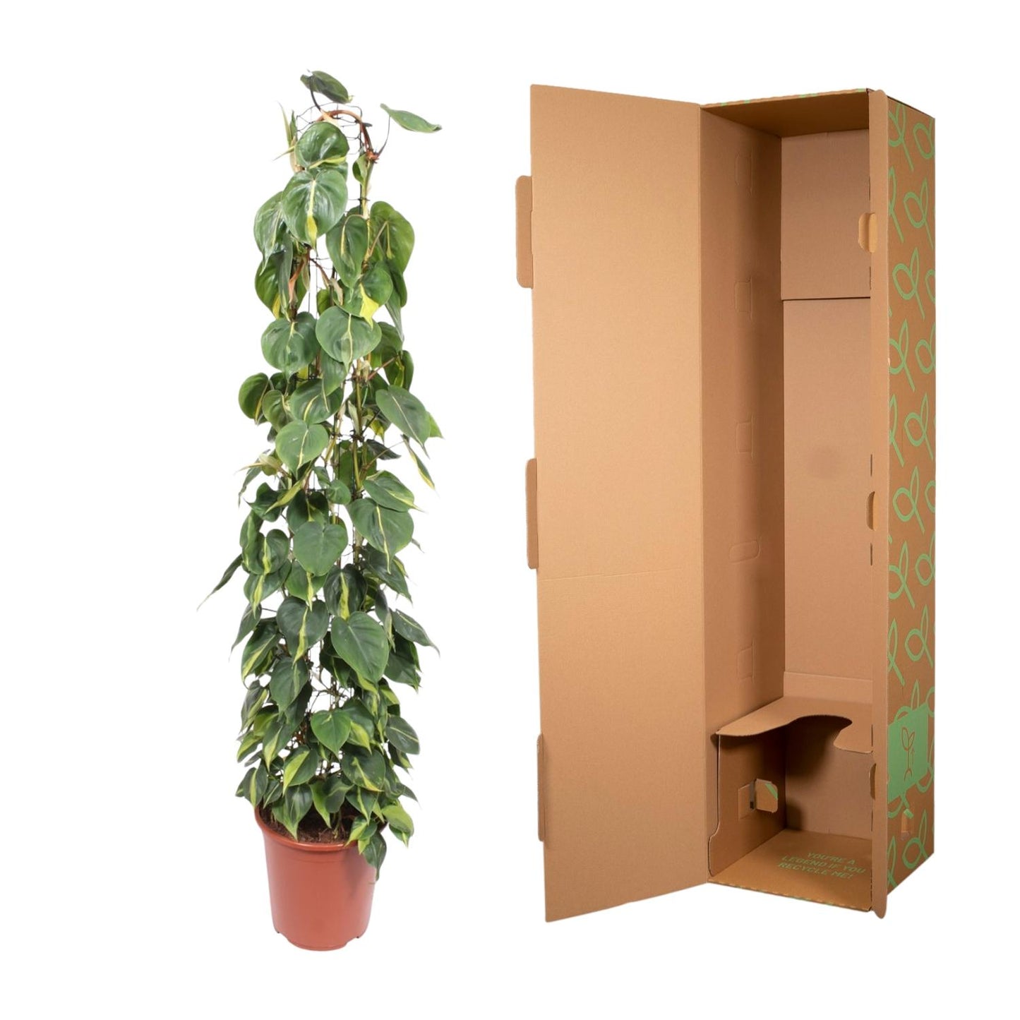 🌿 Philodendron Scandens Brasil | Grote Klimplant op Gaasrek