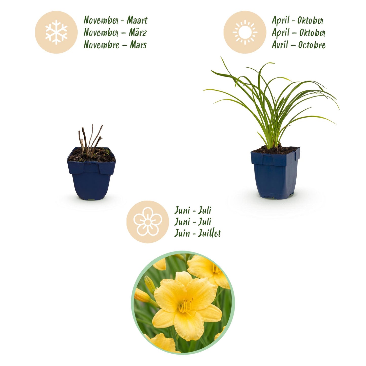 🌿 Hemerocallis 'Stella d'Oro' – Gele Daglelie | 3 stuks