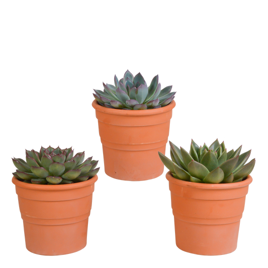 🌵 Echeveria Mix – Terracotta pot (3 stuks)