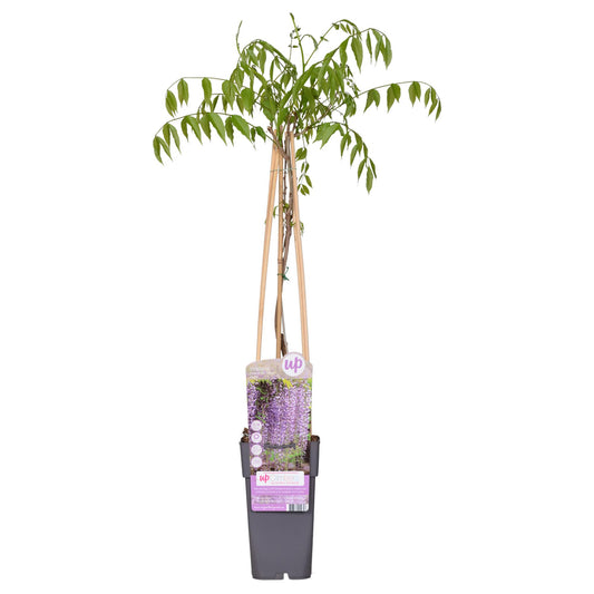 💜 Wisteria floribunda ‘Naga Noda’ – Paarse Blauwe Regen