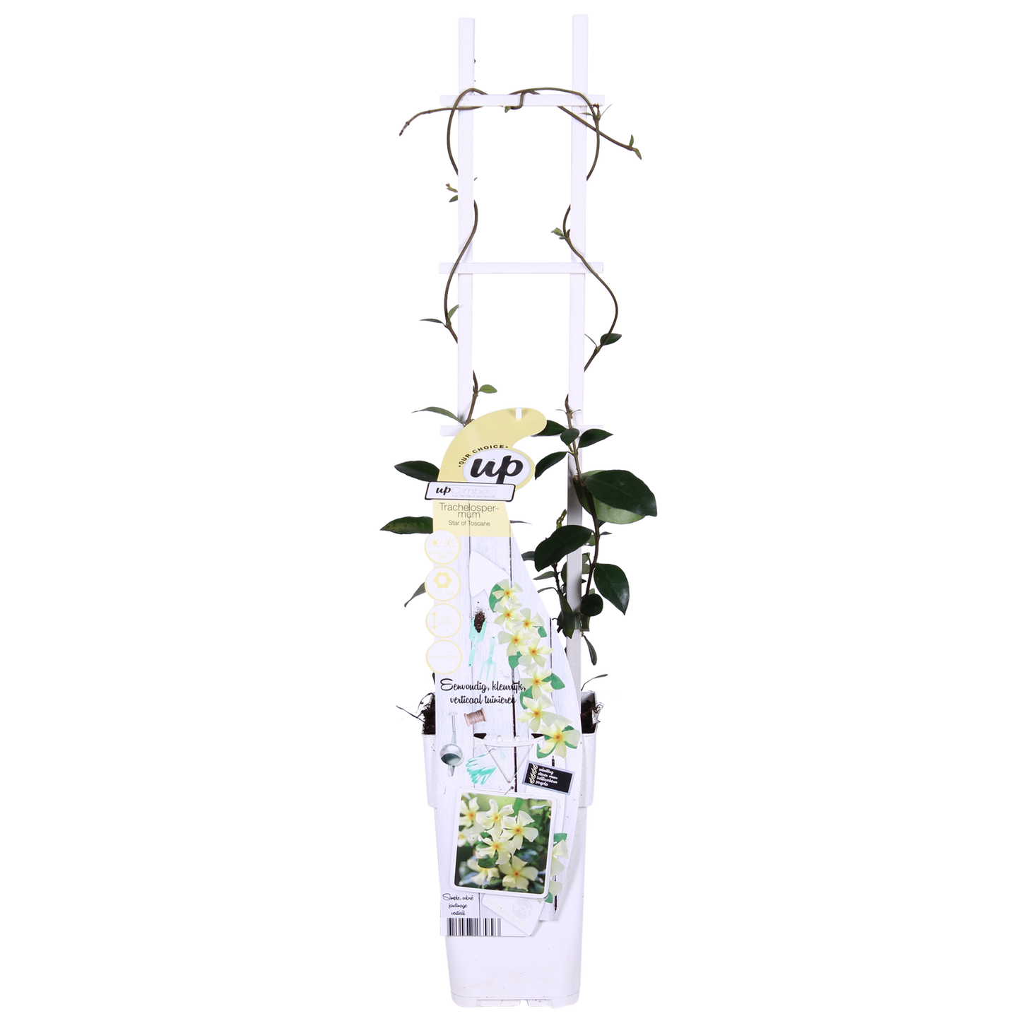 🌼 Trachelospermum ‘Star of Toscana’ – Toscaanse Jasmijn Geel