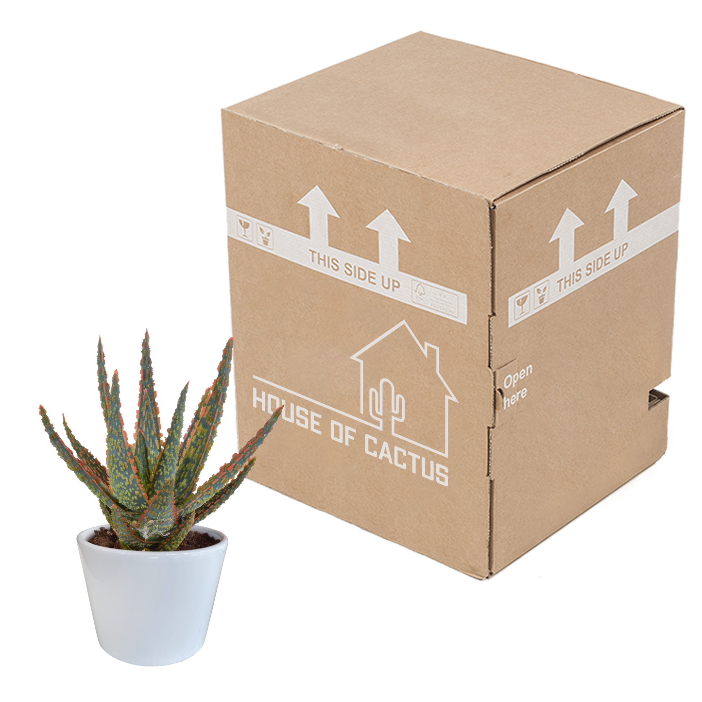 🌵 Aloë zebrina ‘Dannyz’ –  Witte pot